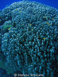 porites corals by Stefano Graziano 